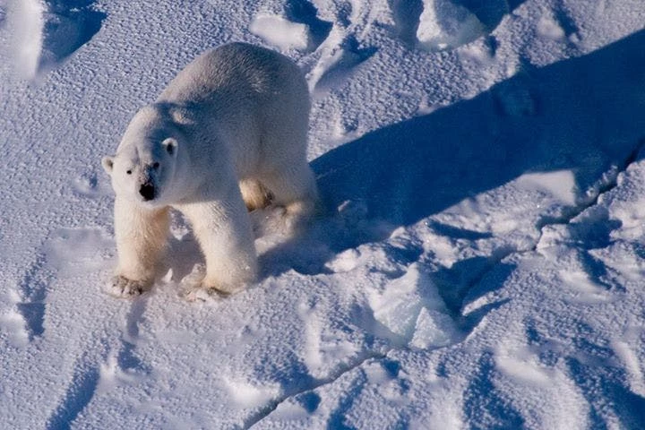 Polar bear looking towards the photographer
