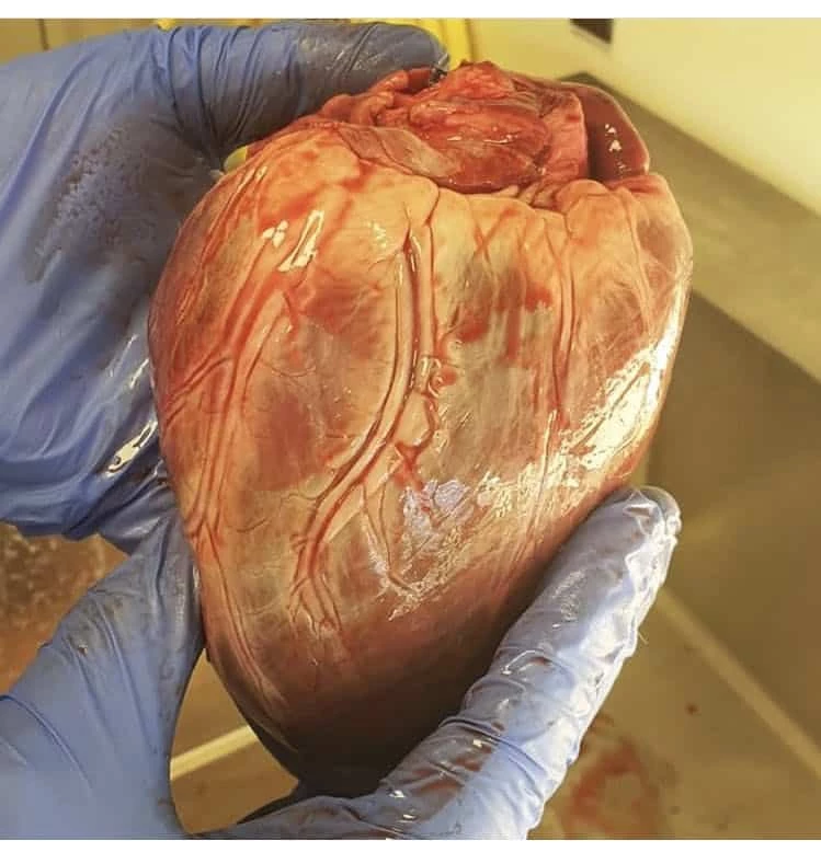 Heart of a Polar bear