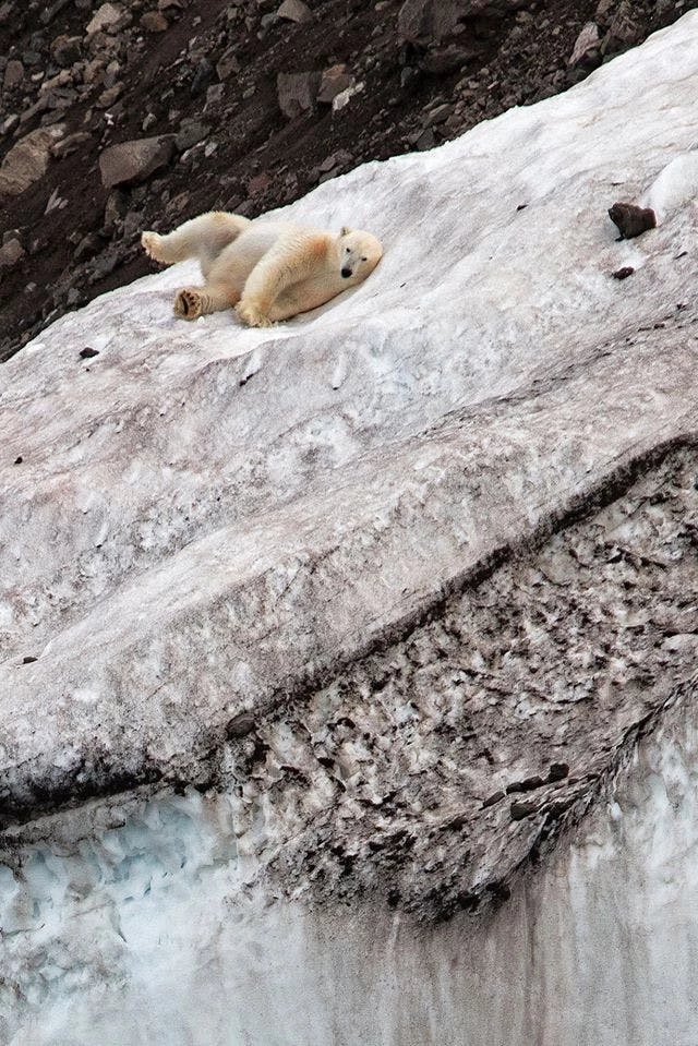 Polar bear playing on the ice