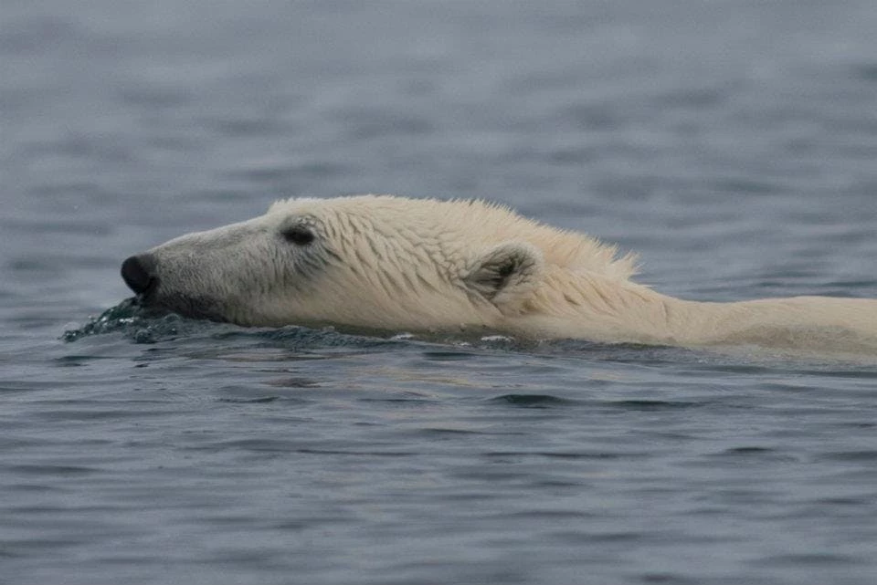 Polar bear having a swim