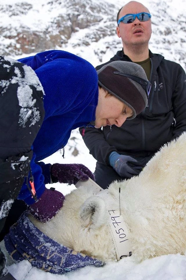 Measuring a dead polar bear