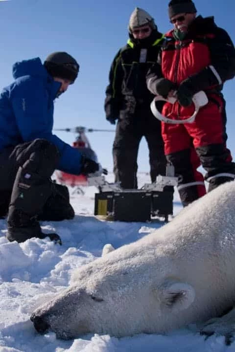 Three men looking at a dead Polar bear