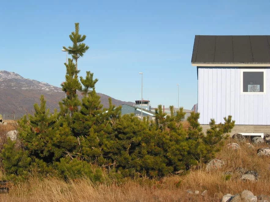 A small Christmas tree outside a hut