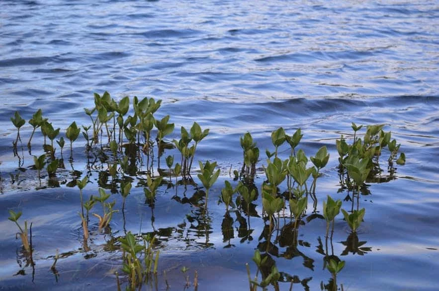 Small plants in the surface of the water in the south of Greenland