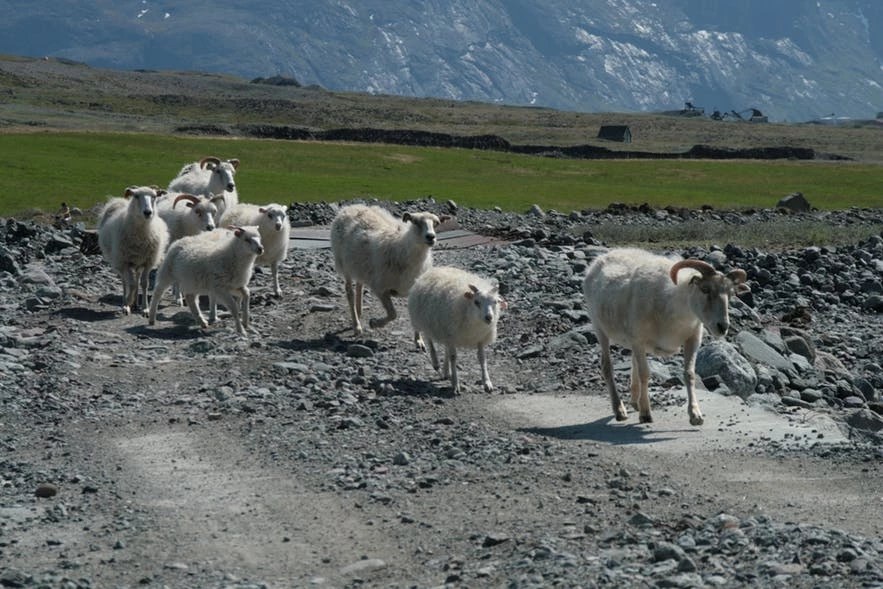 Herd of sheep in the south of Greenland
