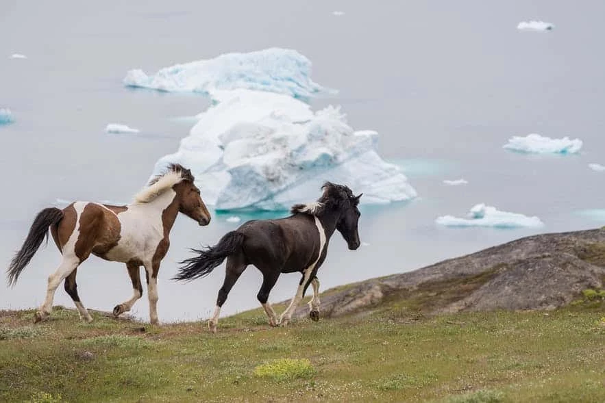 Beautiful horses running across a field with icebergs and the fjord in the background