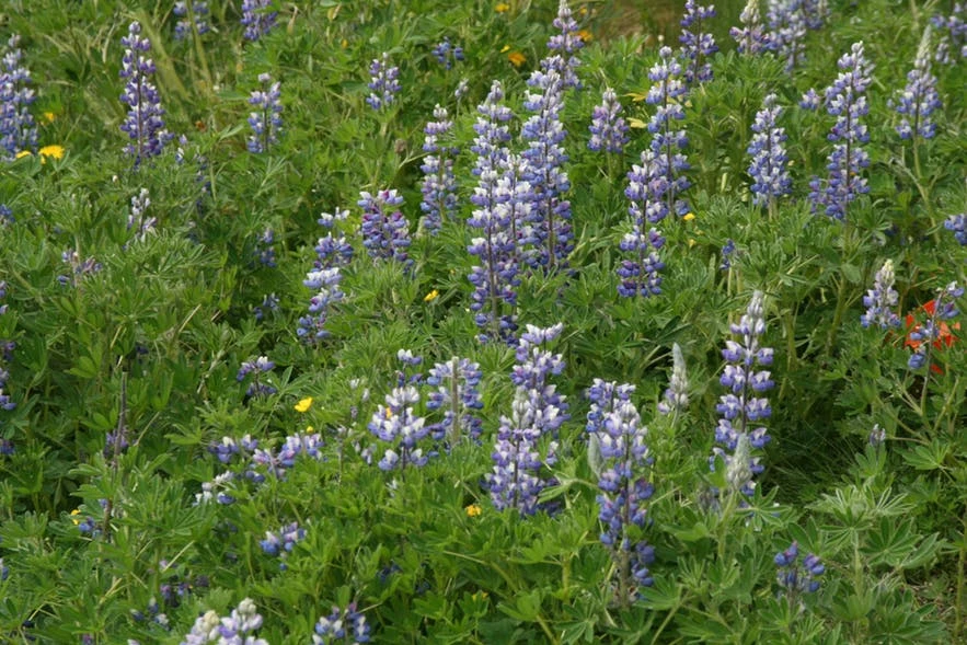 Purple flowers in the south of Greenland