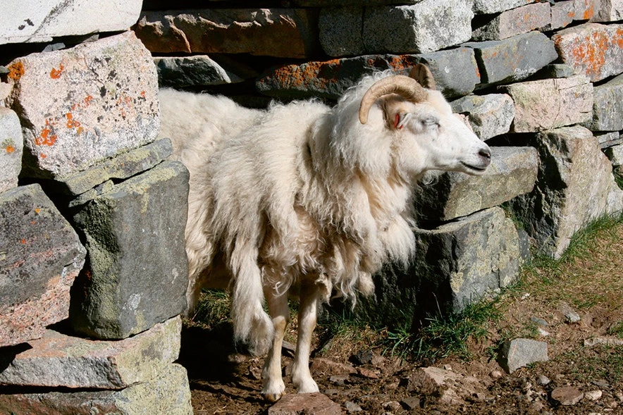 Sheep in old ruin