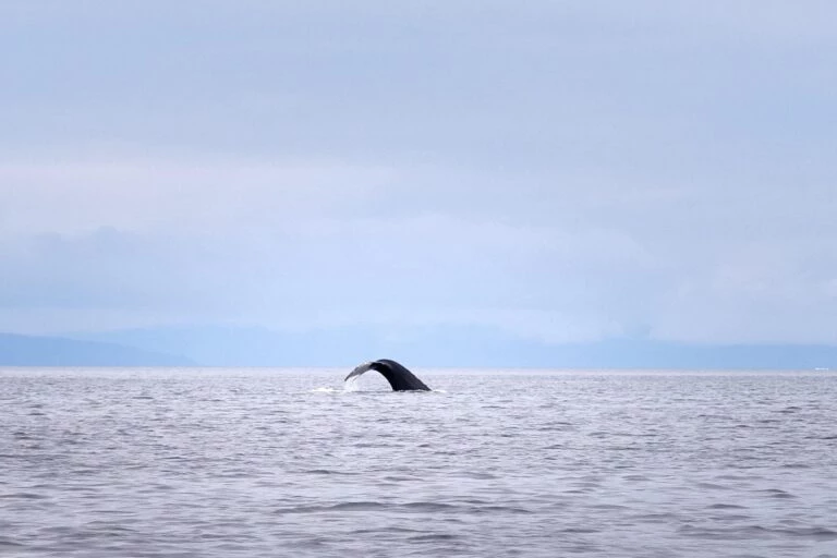 Whale til on a whale watching trip near Aasiaat
