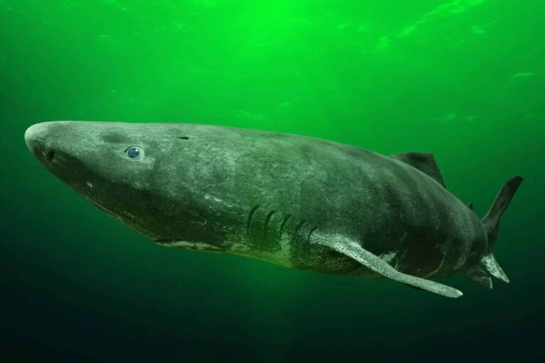 the greenland shark in a green light